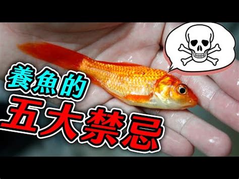 台灣有名道士 如何養魚不會死